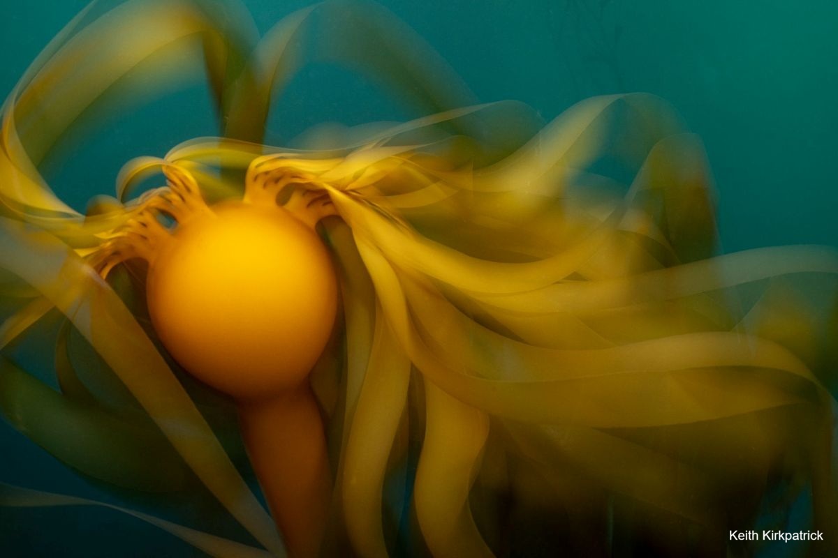 A close-up of a bull kelp bulb with its blades moving with the water current.